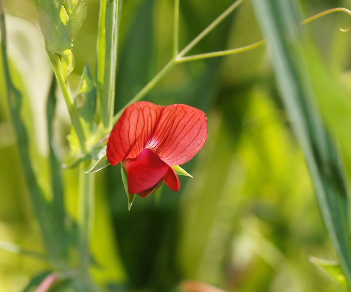 Red Vetchling Dutch name: Rode Lathyrus (Lathyrus Cicera) Geotagged,Lathyrus cicera,Spain