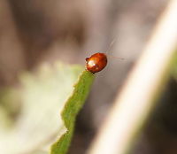 Brown Mint Leaf Beetle Dutch name: Bruinrood goudhaantje (Chrysolina staphylaea)<br />
Thanks to Wildflower helping out on the ID.<br />
No english wiki Chrysolina staphylaea,Geotagged,The Netherlands
