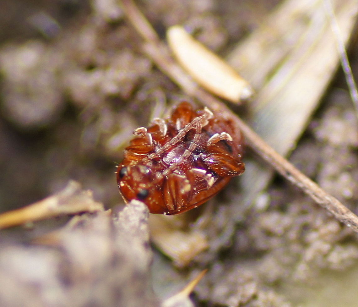Brown Mint Leaf Beetle belly <br />
<br />
Not a quality photo, but posted to aid identification.<br />
<br />
Dutch name: Bruinrood goudhaantje (Chrysolina staphylaea)<br />
Thanks to Wildflower helping out on the ID.<br />
No english wiki Chrysolina staphylaea,Geotagged,The Netherlands