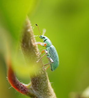 Green bushweavil Dutch name: Groene struiksnuitkever (Polydrusus Sericeus) Geotagged,Polydrusus formosus,Polydrusus sericeus,The Netherlands
