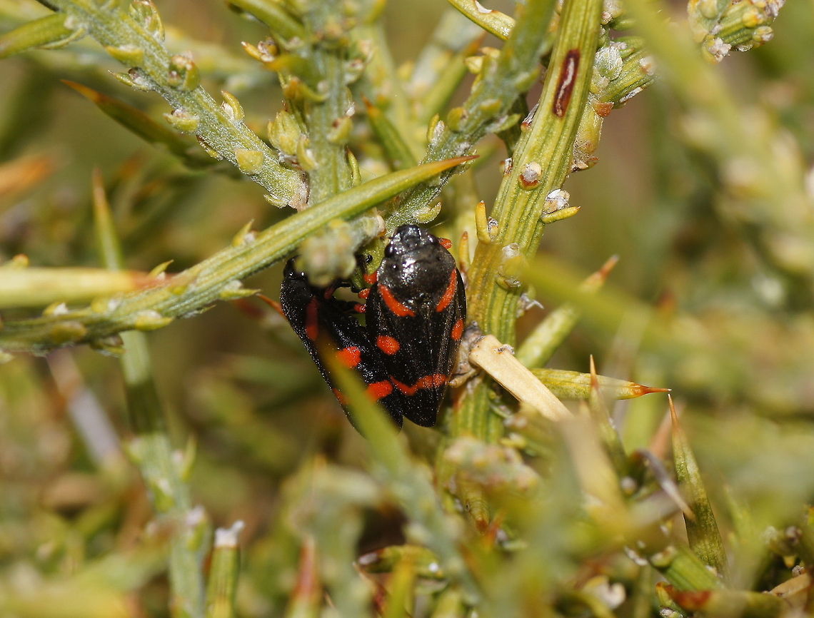 Blood froghopper Normal froghoppers drink plant juices, so a blood froghopper drinks....also plant juices.<br />
The scary name only refers to the red colored patches ;)<br />
<br />
Also called Red-and-black Froghopper<br />
Dutch name: Bloedcicade Cercopidae,Cercopis intermedia,Geotagged,Spain,froghopper