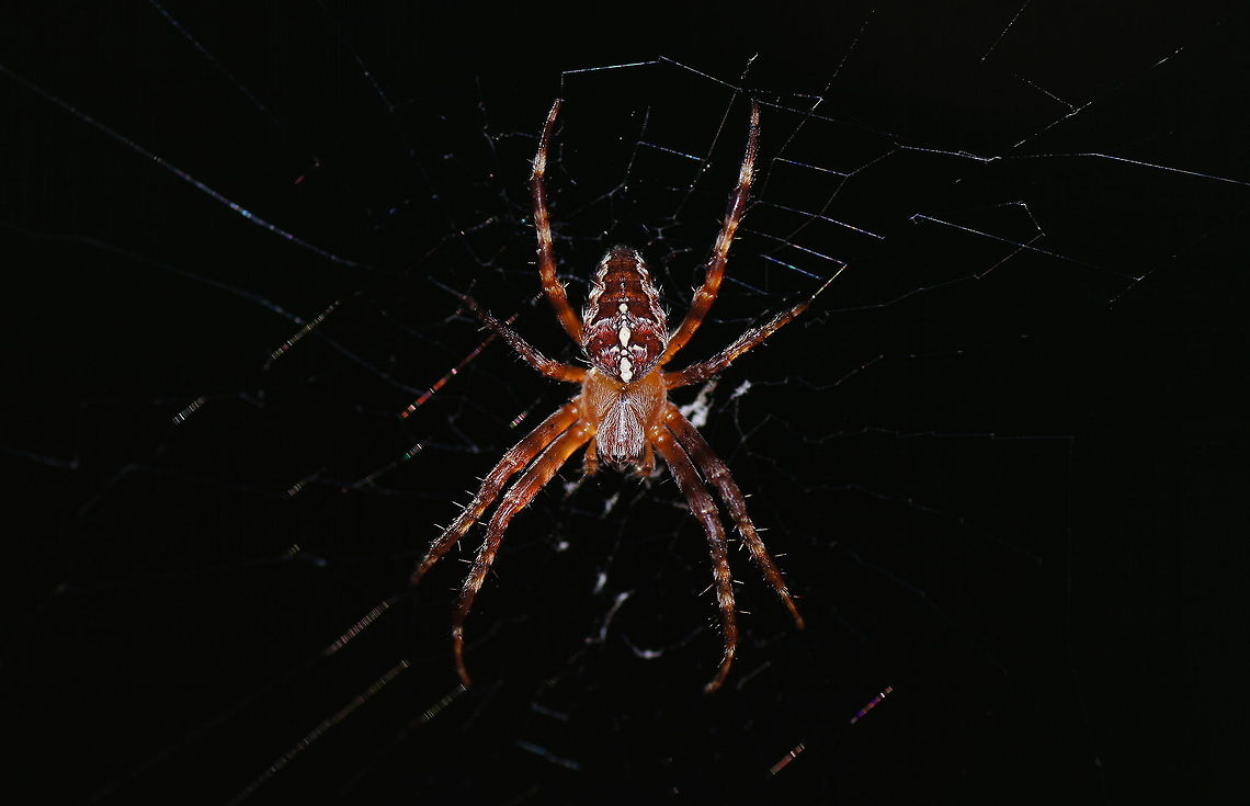 Female cross orbweaver Dutch name: Kruisspin (Araneus diadematus vrouw) Araneus diadematus,European garden spider,Geotagged,The Netherlands