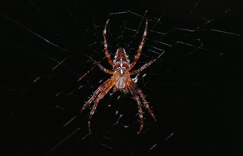 Female cross orbweaver Dutch name: Kruisspin (Araneus diadematus vrouw) Araneus diadematus,European garden spider,Geotagged,The Netherlands