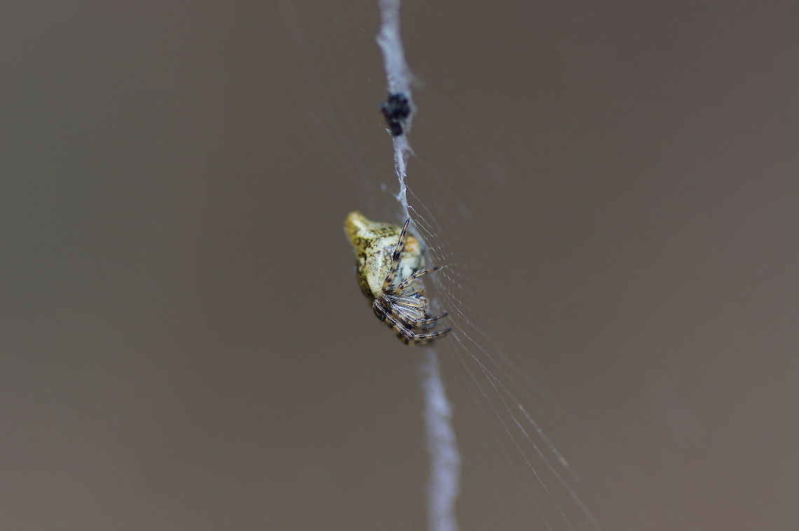 Cone spider Dutch name: Kegelspin (Cyclosa conica) Cyclosa conica,Geotagged,The Netherlands