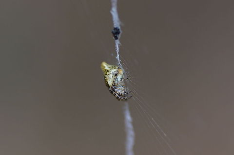 Cone spider Dutch name: Kegelspin (Cyclosa conica) Cyclosa conica,Geotagged,The Netherlands