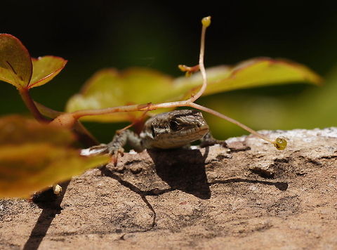 Hiding Wall Lizard 'I am hiding, you see?' Common wall lizard,Geotagged,Podarcis muralis,Spain