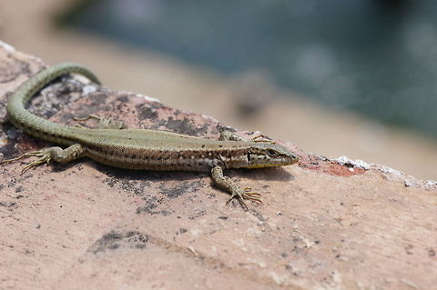Wall Lizard A wall lizard sitting on a wall in the garden of the historic Alhambra fortress. Common wall lizard,Geotagged,Podarcis muralis,Spain