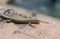 Wall Lizard A wall lizard sitting on a wall in the garden of the historic Alhambra fortress. Common wall lizard,Geotagged,Podarcis muralis,Spain