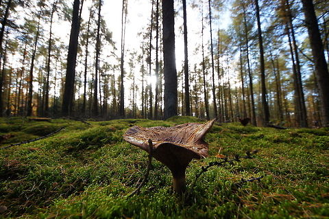 Brown roll-rim Dutch name: Gewone krulzoom (Paxillus involutus) Geotagged,Paxillus Involutus,Paxillus involutus,The Netherlands