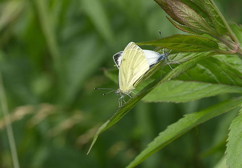 Two Small White pairing Be sure to turn HD mode on

Dutch name: Klein Koolwitje (Pieris Rapae)                  Geotagged,Green-veined White,Pieris napi,Pieris rapae,Small White,The Netherlands
