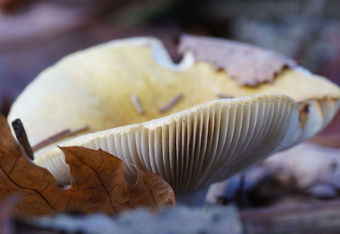 Jewelled Amanita