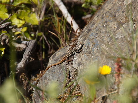 Algerian sandwalker Dutch name: Algerijnse zandloper (Psammodromus algirus) Geotagged,Large Psammodromus,Psammodromus algirus,Spain