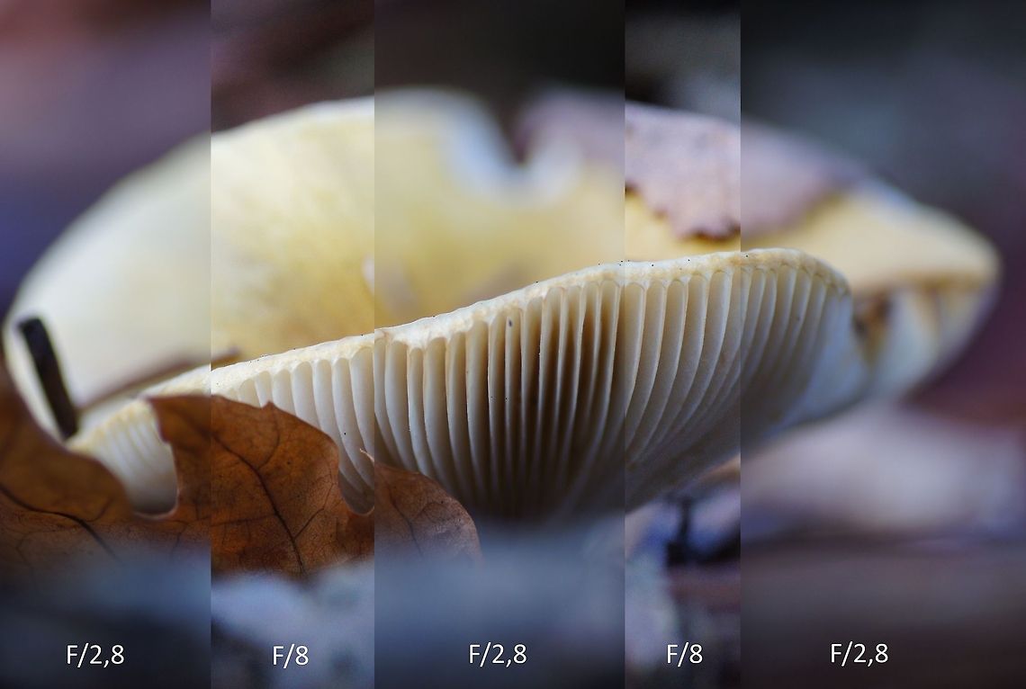 Gemmed amanita dof demo Purpose of this photo is to show the difference between the photo taken at f/2.8 and f/8.<br />
In this situation (close-up photo) the dept of the sharpness on the foreground doesn't change much, it is mainly the blurriness of the background which is affected. <br />
<br />
Stats: f/2.8 1/160s ISO 160 90mm<br />
Stats: f/8.0 1/160s ISO 1250 90mm Amanita gemmata,Geotagged,The Netherlands