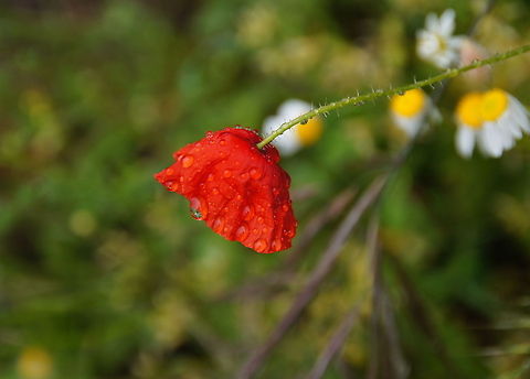 Wet red poppy  Geotagged,Papaver rhoeas,Spain