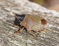 Green shield bug Dutch name: Groene stinkwants (Palomena Prasina) Geotagged,Green shield bug,Palomena prasina,The Netherlands