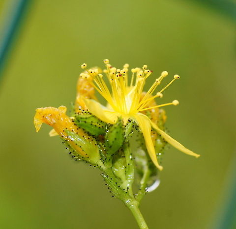 Pale St. John's-wort Dutch name: Berghertshooi (Hypericum montanum) Austria,Geotagged,Hypericum montanum,Pale St John's wort