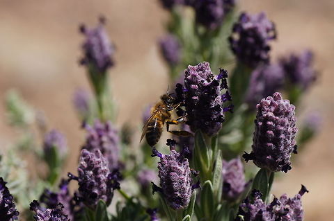 Honey bee on lavender  Apis mellifera,Geotagged,Spain,Western honey bee