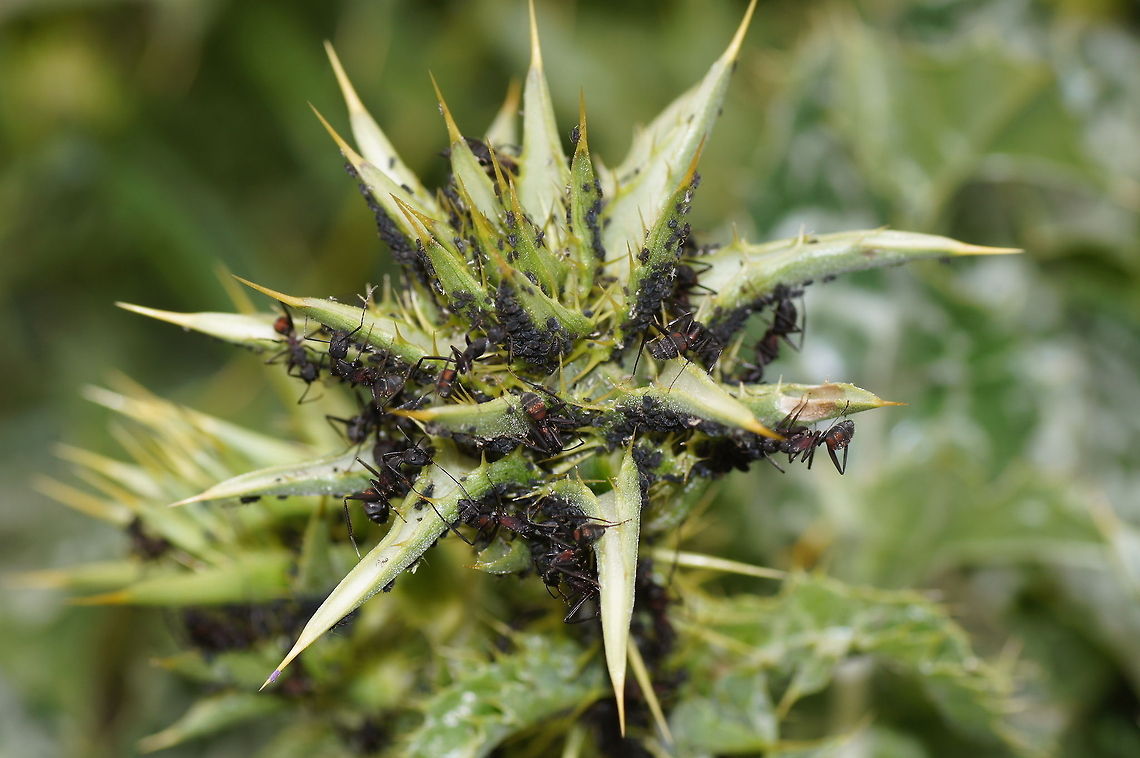 Lice infested milk thristle A milk thistle with a lot of lice on it and ants harvesting the lice.<br />
<br />
Dutch name: Mariadistel (Silybum Marianum) Geotagged,Milk thistle,Silybum marianum,Spain