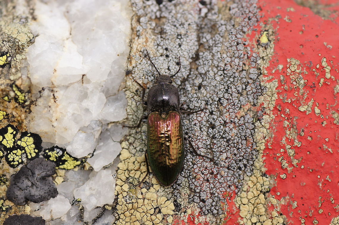 Alp click beetle I found this click beetle on a mountain at about 2300m. Notice the bright colors of the stone with the white crystal and the bright yellow funghi. The red on the right is paint from the route marking.<br />
<br />
Species identified as Selatosomus confluens subsp. rugosus by Wildflower Austria,Geotagged,Selatosomus,Selatosomus confluens,Selatosomus confluens rugosus,Selatosomus confluens subsp. rugosus