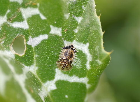 Thistle tortoise beetle pupa After taking the photo I was really wondering what I had photographed. It was some kind of beetle and it was looking fierce. After some searching I found it to be a larvea of a tortoise. I assume it is only a dead shell. 

Dutch name: Distelschildpadtor larve (Cassida Rubiginosa) op Mariadistel (Silybum Marianum) Cassida rubiginosa,Geotagged,Spain,Thistle tortoise beetle,pupa