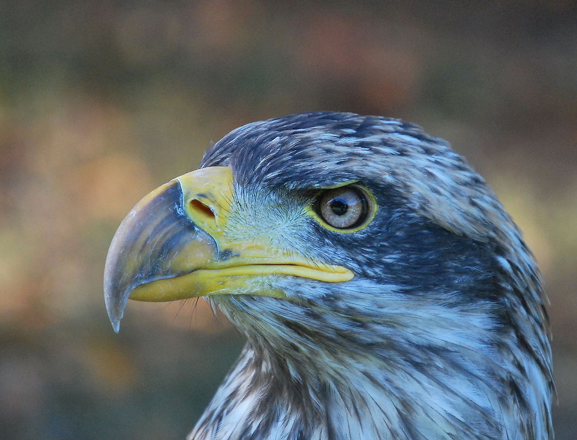 Bald eagle head Photo of a bald eagle taken during a bird show.<br />
<br />
Dutch name: Zeearend (Haliaeetus Leucocephalus) Bald Eagle,Haliaeetus leucocephalus