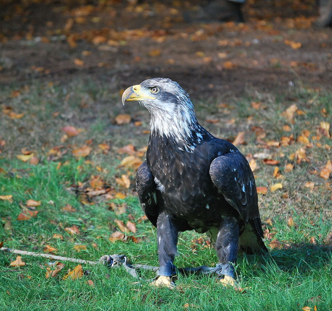 Bald eagle Photo of a bald eagle taken during a bird show.<br />
<br />
Dutch name: Zeearend (Haliaeetus Leucocephalus) Bald Eagle,Haliaeetus leucocephalus