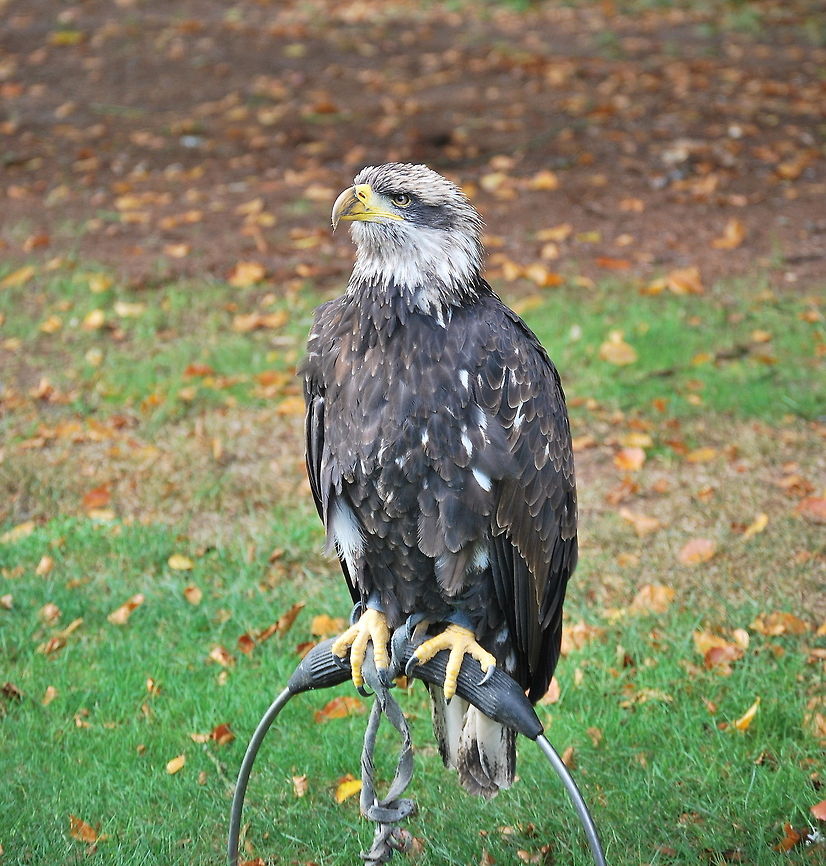 Bald eagle Photo of a bald eagle taken during a bird show.<br />
<br />
Dutch name: Zeearend (Haliaeetus Leucocephalus) Bald Eagle,Haliaeetus leucocephalus