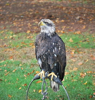 Bald eagle Photo of a bald eagle taken during a bird show.

Dutch name: Zeearend (Haliaeetus Leucocephalus) Bald Eagle,Haliaeetus leucocephalus
