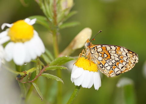 Provençal Fritillary on chamomile flower Provençal Fritillary (Melitaea deione) op Kamille (Matricaria Chamomilla) Geotagged,Melitaea deione,Provençal Fritillary,Spain