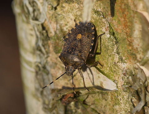 Mottled Shieldbug in the winter sun Still active in december, this bug is warming up in the winter sun. Geotagged,Heteroptera,Mottled Shieldbug,Netherlands,Pentatomidae,Rhaphigaster nebulosa