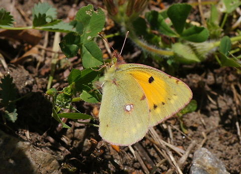 Clouded yellow Dutch name: Oranje Luzernevlinder (Colias croceus) Colias croceus,Dark Clouded Yellow,Geotagged,Spain