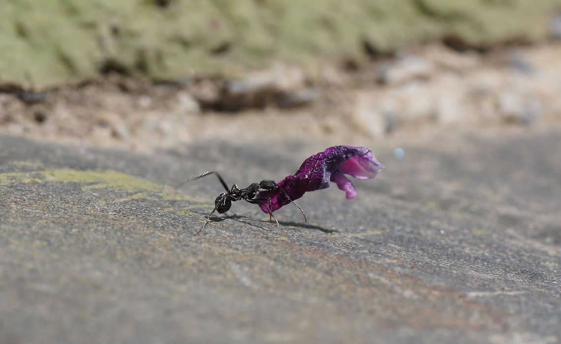 Carpenter ant transporting a flower part  Camponotus ligniperdus,Geotagged,Spain
