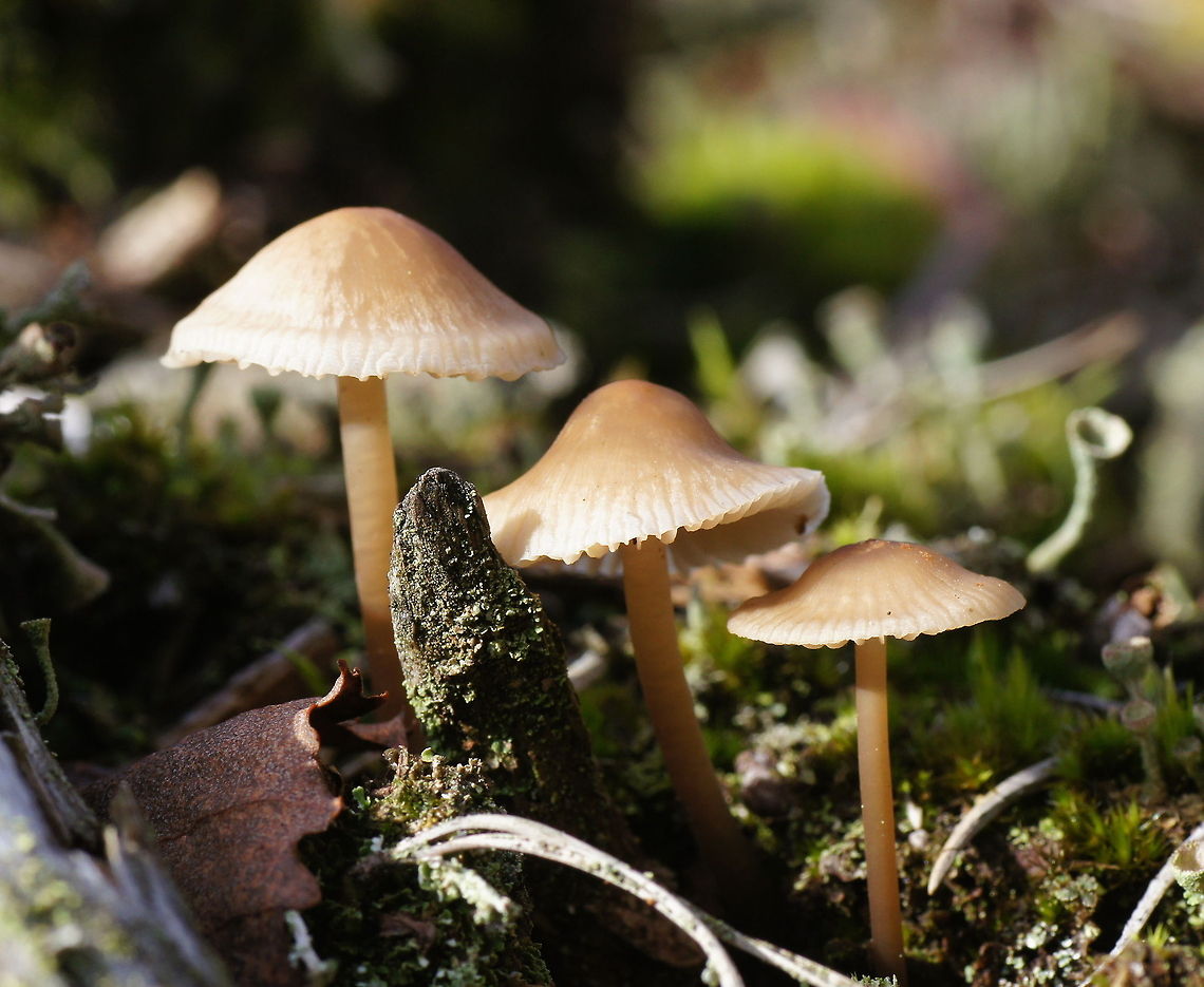 Three bonnets on a row  Geotagged,Milking bonnet,Mycena galopus,The Netherlands