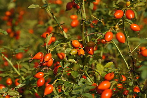 Dog rose fruit  Dog Rose,Geotagged,Rosa canina,The Netherlands