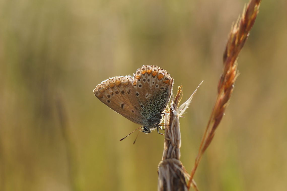 Common Blue in the sun  Common Blue,Geotagged,Polyommatus icarus,The Netherlands