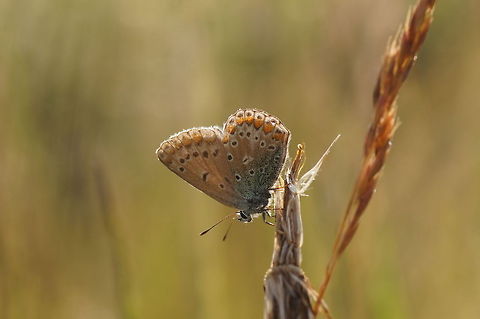 Common Blue in the sun  Common Blue,Geotagged,Polyommatus icarus,The Netherlands