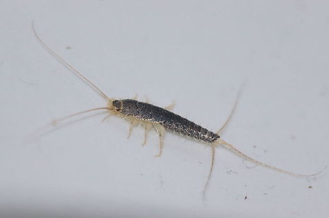 Grey Silverfish A grey silverfish trapped in my bathroom sink.

Dutch name: Papiervisje (Ctenolepisma longicaudatum) Ctenolepisma,Ctenolepisma longicaudatum,Geotagged,Gray silverfish,Lepismatidae,The Netherlands,Zygentoma