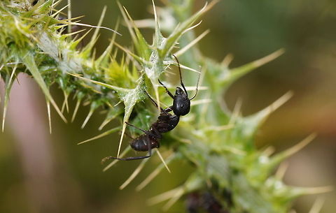 Carpenter ant on thistle  Camponotus ligniperdus,Geotagged,Spain