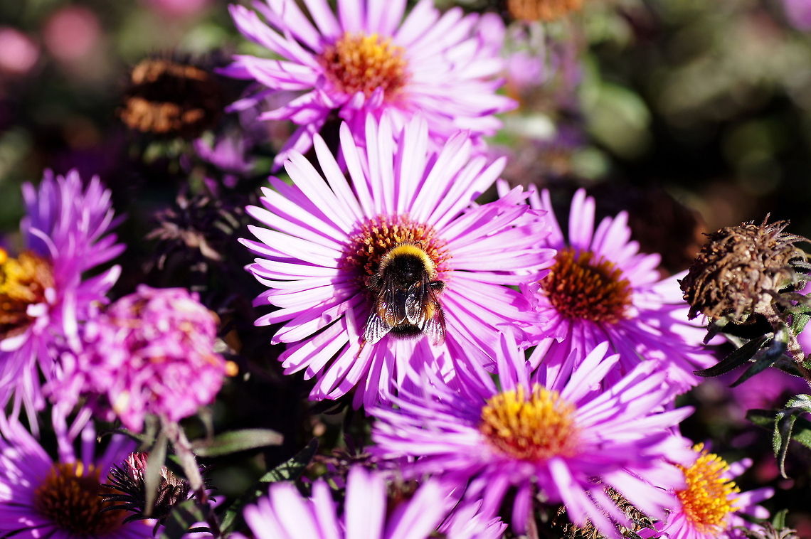 Bumblebee on autumn aster Dutch name: Hommel op Herfstaster (Symphyotrichum novi-belgii) Bombus terrestris,Geotagged,The Netherlands