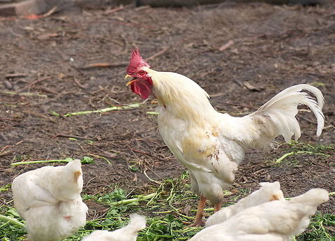 Boss Rooster  Chicken,Domestic Chicken,Gallus gallus,Gallus gallus var. domesticus,Geotagged,The Netherlands