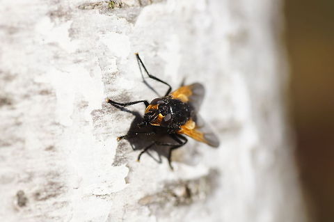 Noon fly head detail Dutch name: Schorsvlieg (Mesembrina meridiana) Geotagged,Mesembrina meridiana,Noon fly,The Netherlands