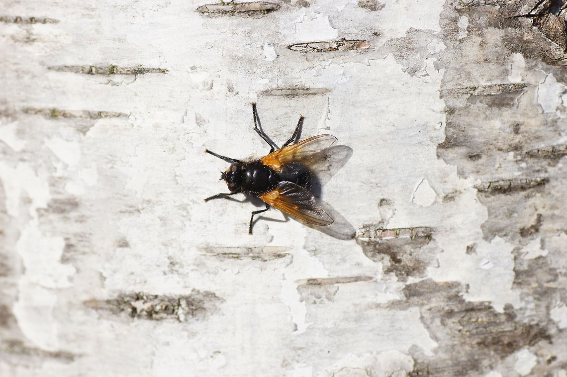 Noon fly Dutch name: Schorsvlieg (Mesembrina meridiana)<br />
 Geotagged,Mesembrina meridiana,Noon fly,The Netherlands