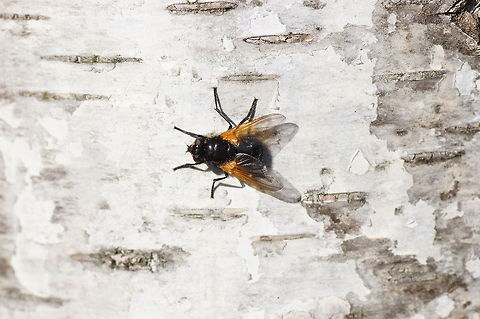Noon fly Dutch name: Schorsvlieg (Mesembrina meridiana)
 Geotagged,Mesembrina meridiana,Noon fly,The Netherlands