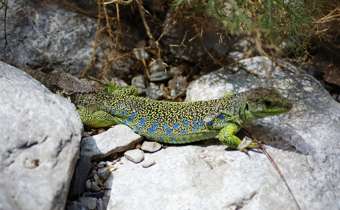 Ocellated Lizard blue dots (Timon lepidus) Ocellated Lizard (Lacerta Lepida) with focus on the blue belly dots (called ocelli).<br />
The specie was previously called Lacerta Lepida<br />
<br />
Dutch name: Parelhagedis<br />
German name: Perleidechse<br />
Picture taken at the Alpenzoo in Innsbruck, Austria. Austria,Geotagged,Ocellated Lizard,Reptiles,Timon lepidus,alpenzoo,summer