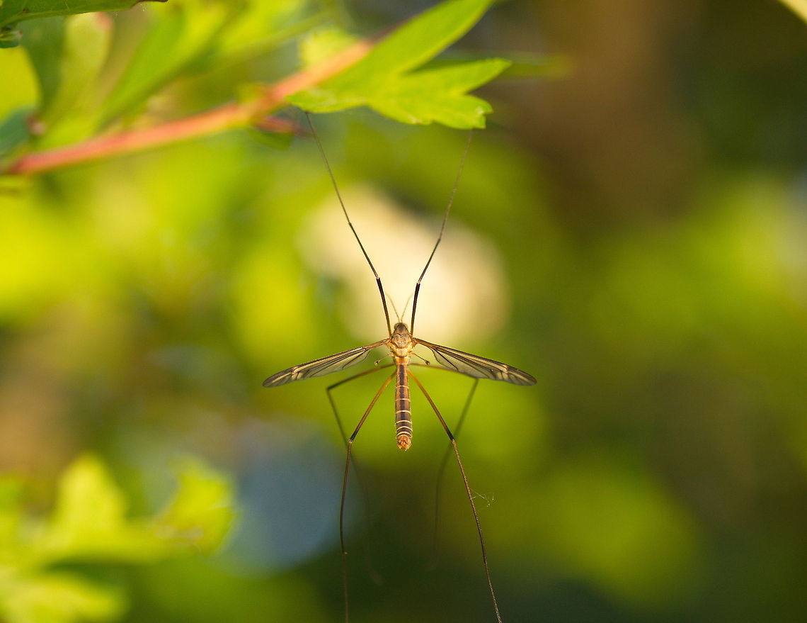 Hangin' on This cranefly hangs on a leaf using only two legs. Geotagged,The Netherlands,Tipula vernalis