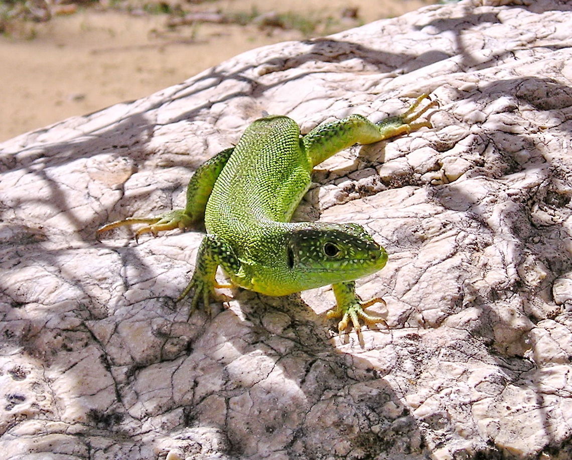 Green Lizard (Lacerta Bilineata) This green lizard (Lacerta Bilineata) is sitting on a rock located in a dry river bed near the village of Bonnieux, France. France,Lacerta Bilineata,Lacerta bilineata,Lizard,Reptiles,Western Green Lizard