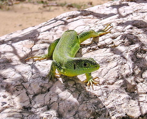 Green Lizard (Lacerta Bilineata) This green lizard (Lacerta Bilineata) is sitting on a rock located in a dry river bed near the village of Bonnieux, France. France,Lacerta Bilineata,Lacerta bilineata,Lizard,Reptiles,Western Green Lizard