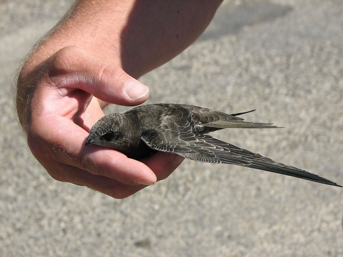 Common Swift (Apus apus) We found this beautiful Common Swift (Apus Apus) lying in the baking sun in the grass near a road. It was apparently unable to take off on itself. After examination and a photo we threw the bird back in the air and it flew away making bigger and bigger circles around us till it disappeared out of sight. Apus,Apus apus,Birds,Common Swift,France