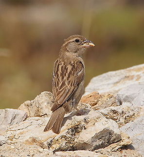 House Sparrow (Passer domesticus) eating a nut This female house sparrow is eating a nut. Picture taken in Turkey near the city of Bodrum. Passer Domesticus,Passeridae,Turkey (country),birds,house sparrow