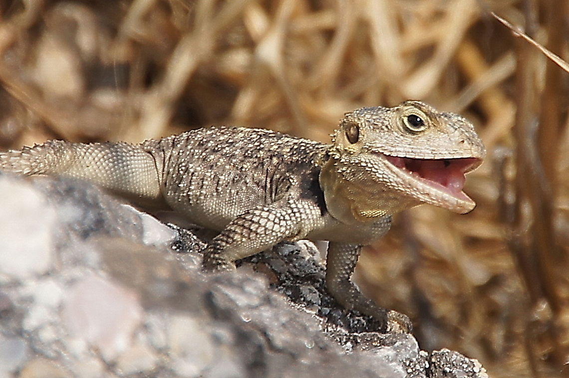 Hardun Agama (Laudakia [Agama] Stellio) Say cheese! This Hardun Agama is smiling for the camera ;) <br />
This specie was formerly called Agama Stellio but is recently rebranded to Laudakia Stellio. The &#039;stellio&#039; is latin for &#039;star&#039; and refers to the star shaped figures on the back (not visible on this picture). <br />
Picture taken in Turkey near the city of Bodrum. Agama Stellio,Closeup,Hardun Agama,Laudakia Stellio,Laudakia stellio,Reptiles,Reptilia,Stellion,Turkey (country),agama